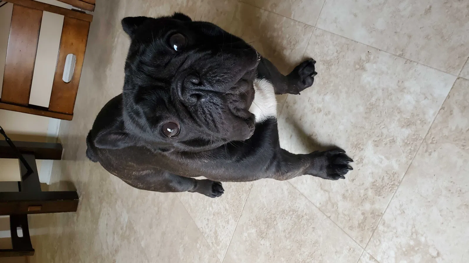 Lost dog in Algonquin, IL, 60102