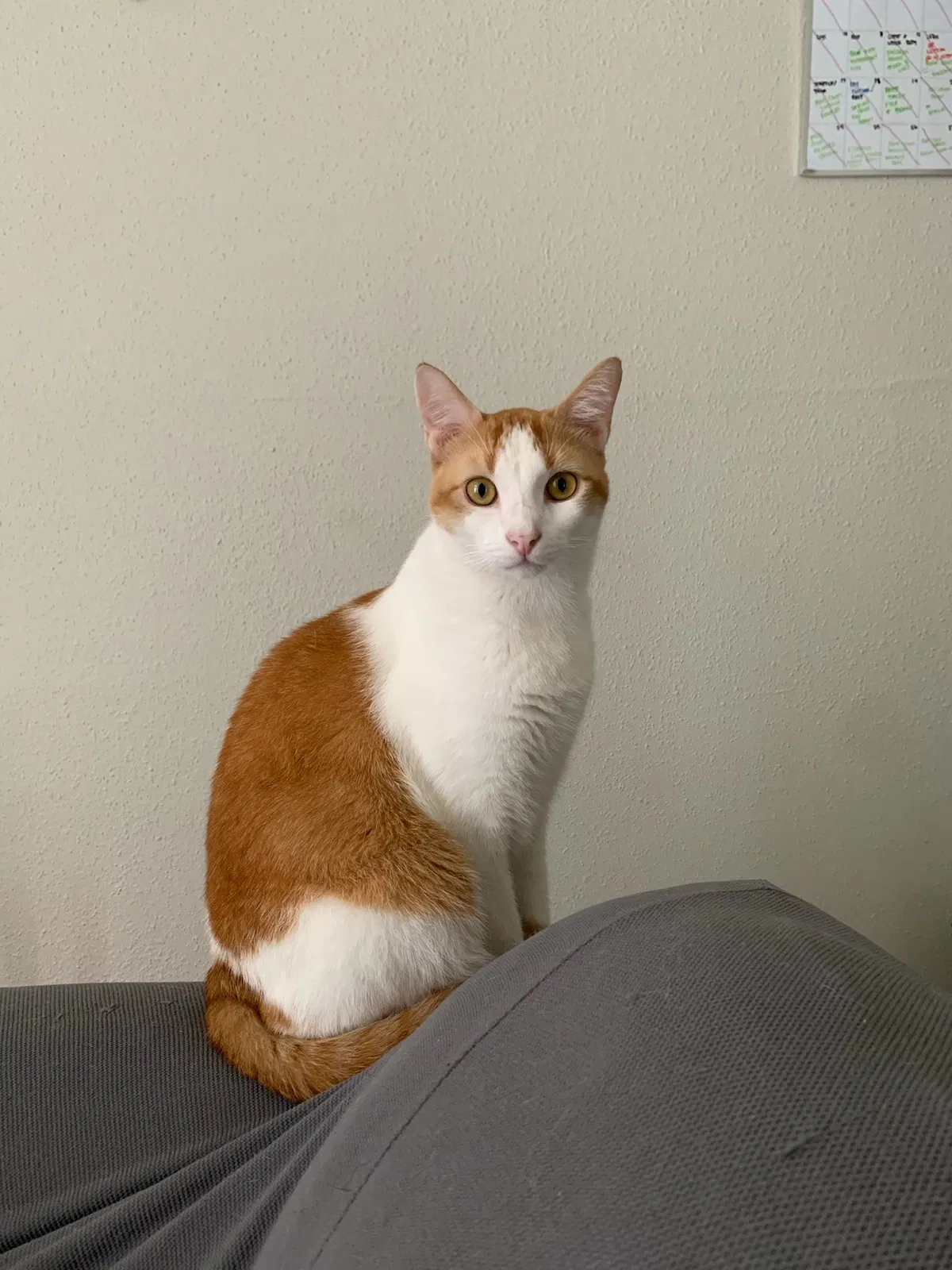 Lost cat in San Antonio, TX, 78233