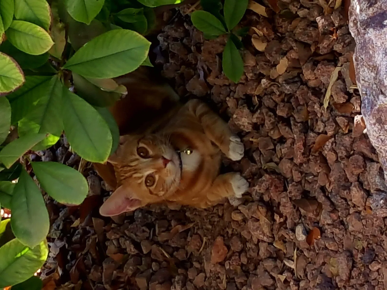 Lost cat in Bakersfield, CA, 93312