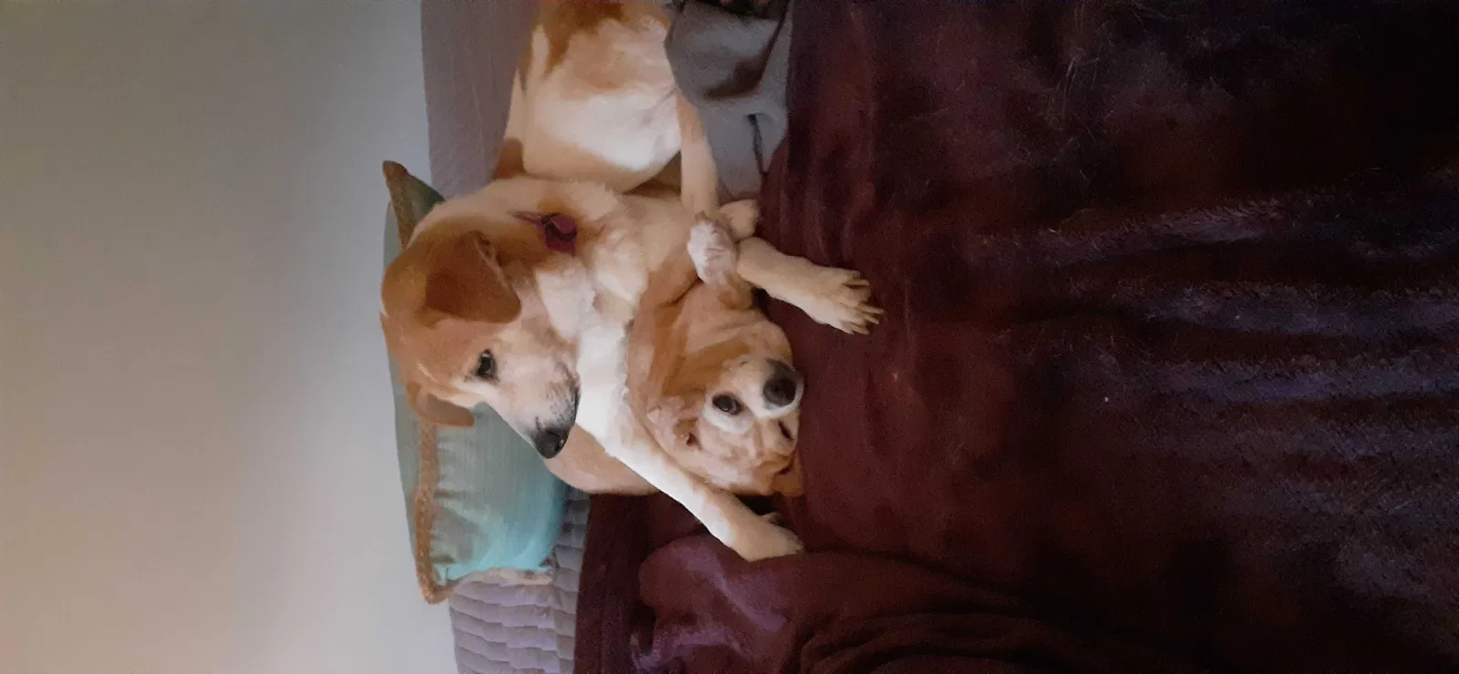 Lost dog in Acworth, GA, 30101