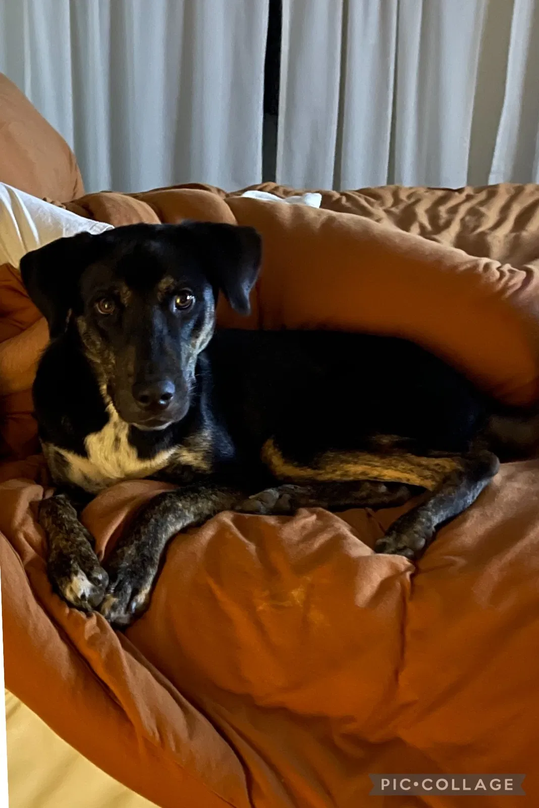 Lost dog in Hanford, CA, 93230