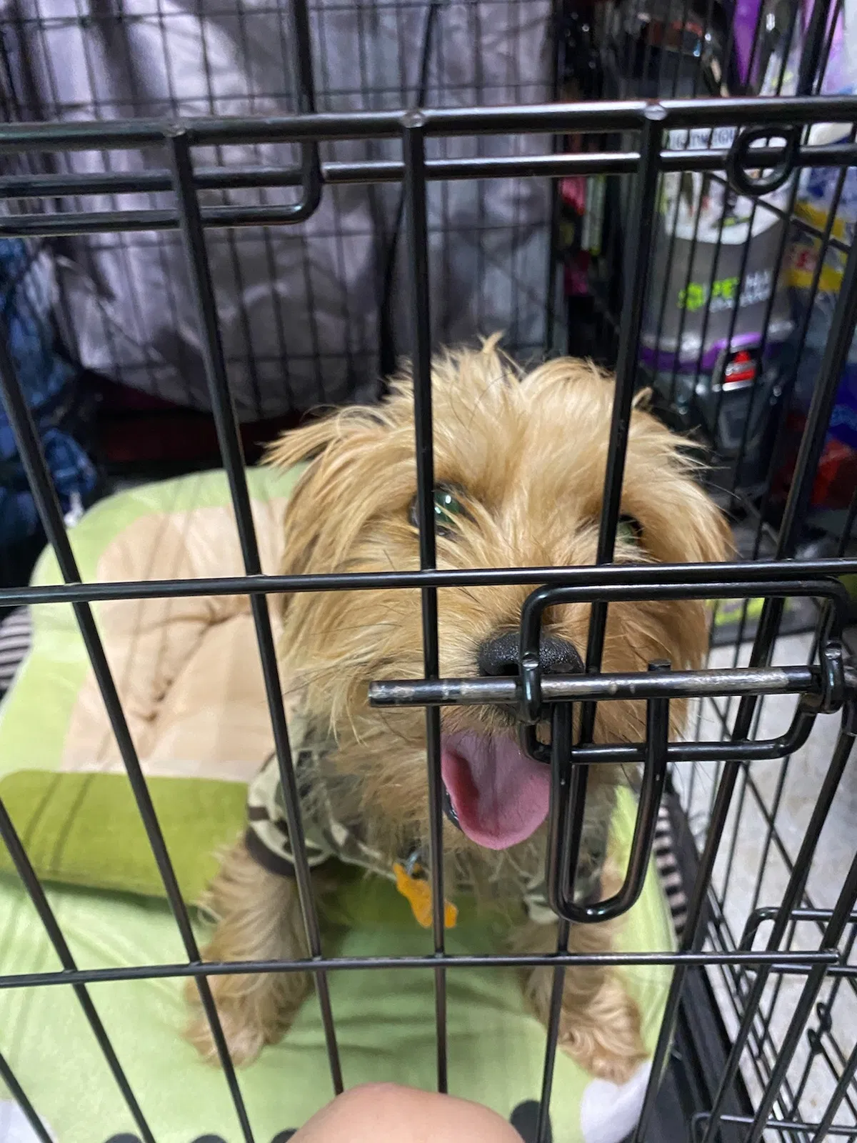 Lost dog in Pasadena, TX, 77502