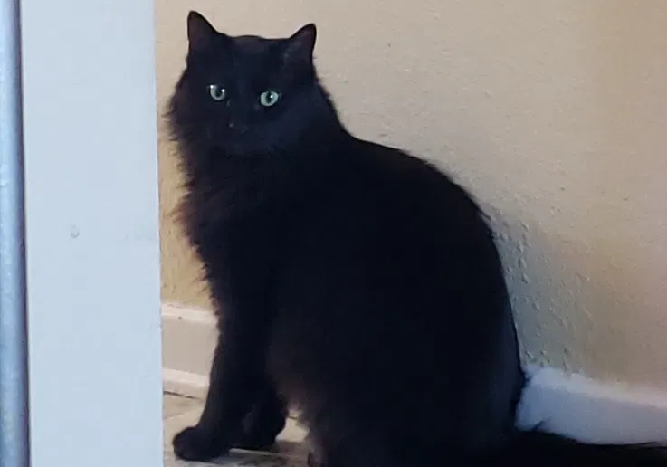 Lost cat in Des Moines, IA, 50313