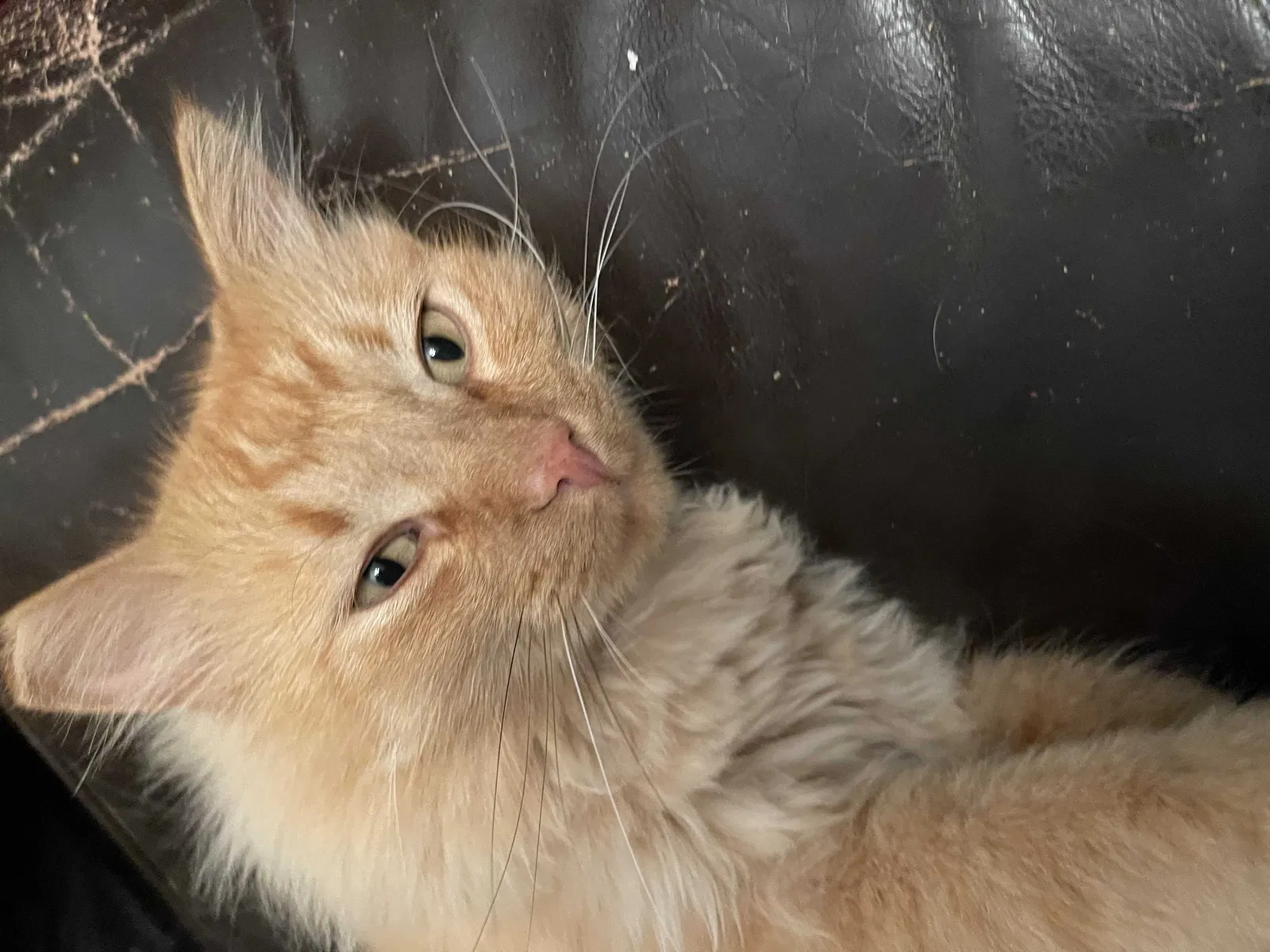 Lost cat in El Paso, TX, 79935