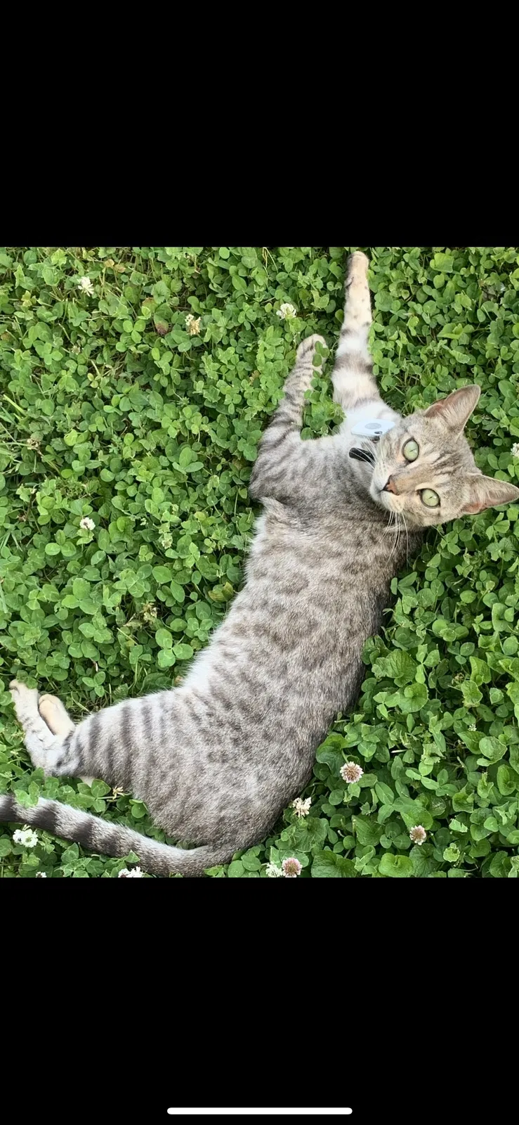 Lost cat in Saint Louis, MO, 63116
