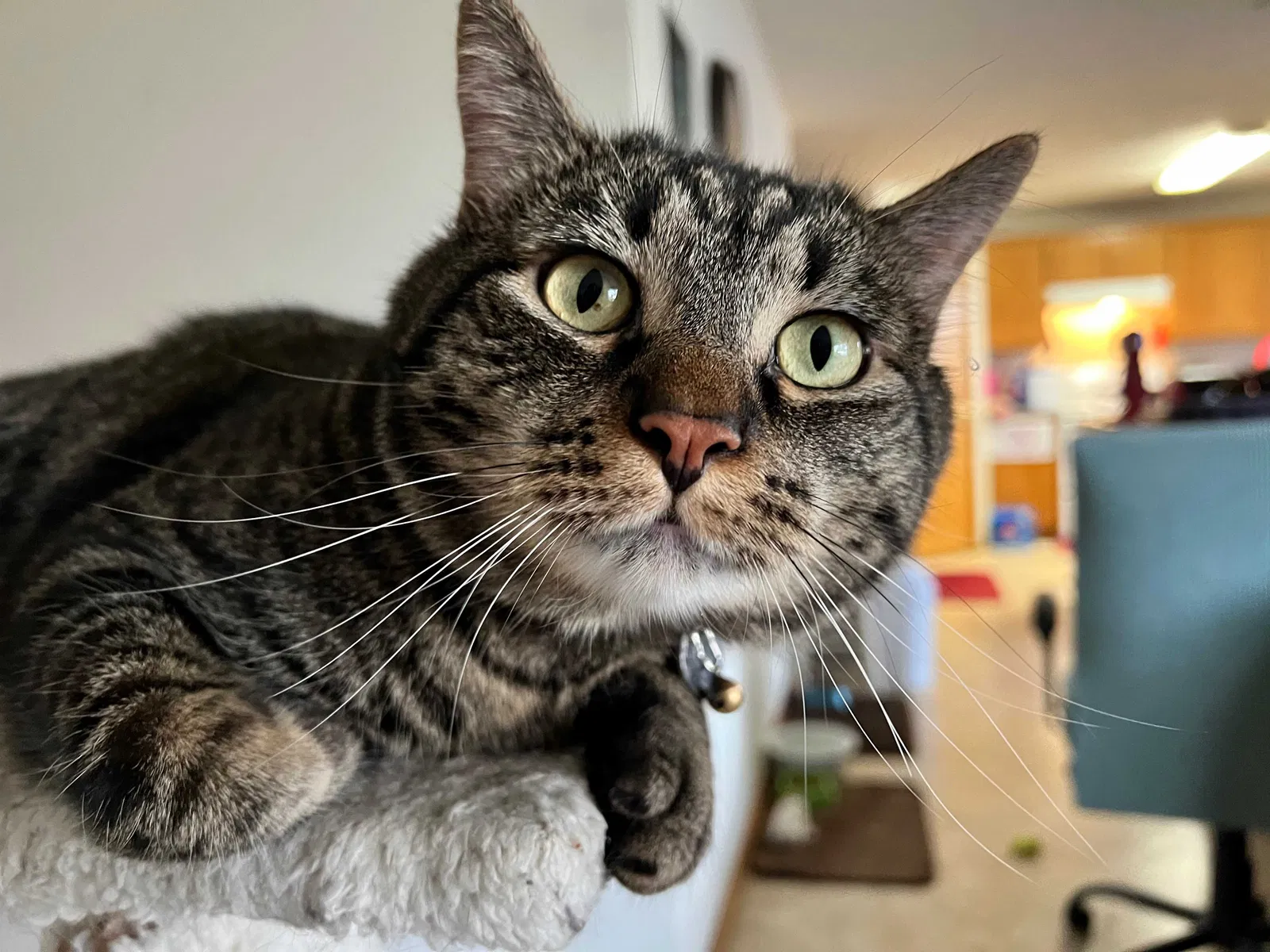 Lost cat in Gresham, OR, 97030