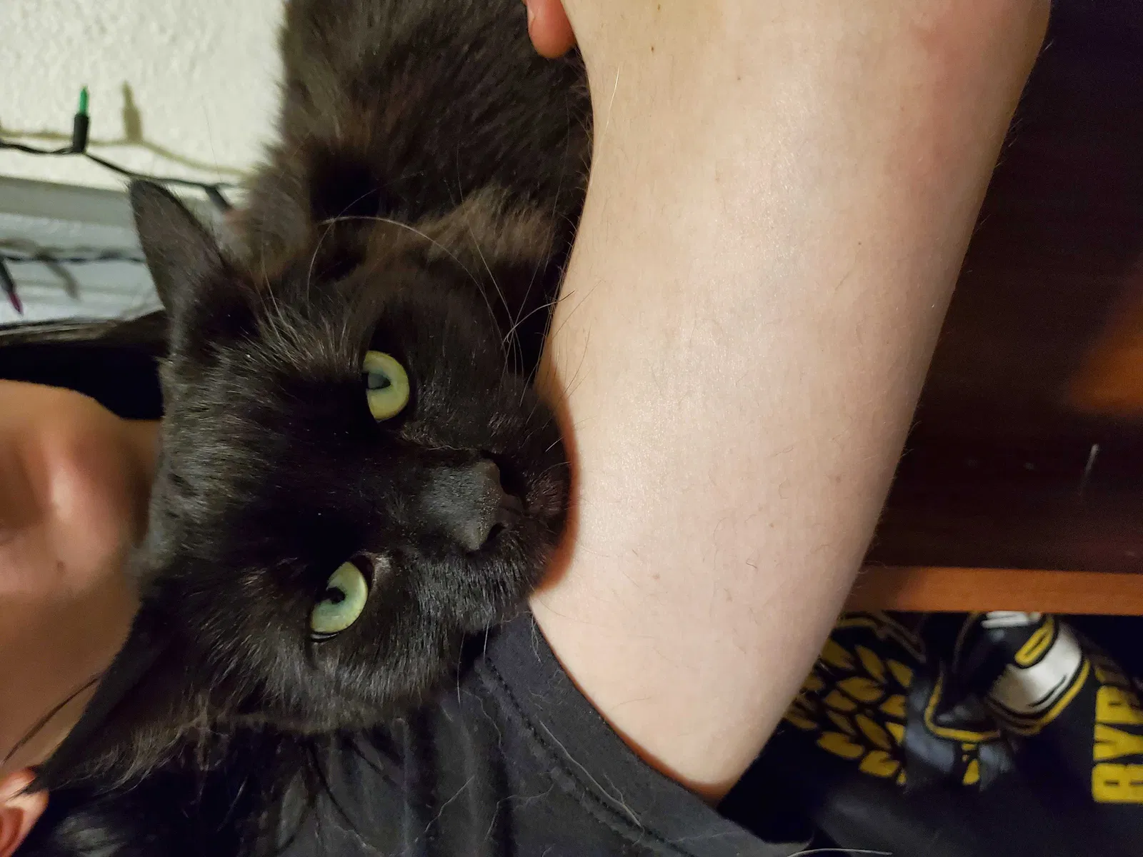 Lost cat in Wheat Ridge, CO, 80033