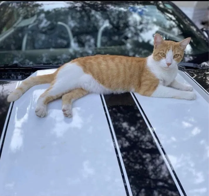 Lost cat in San Antonio, TX, 78232