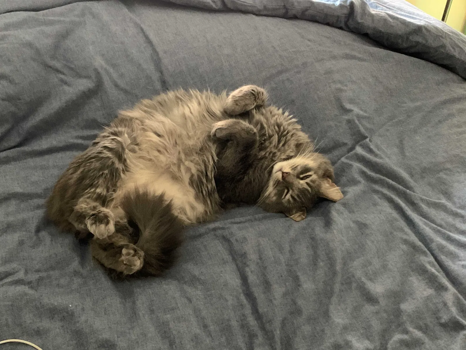 Lost cat in New Haven, CT, 6513
