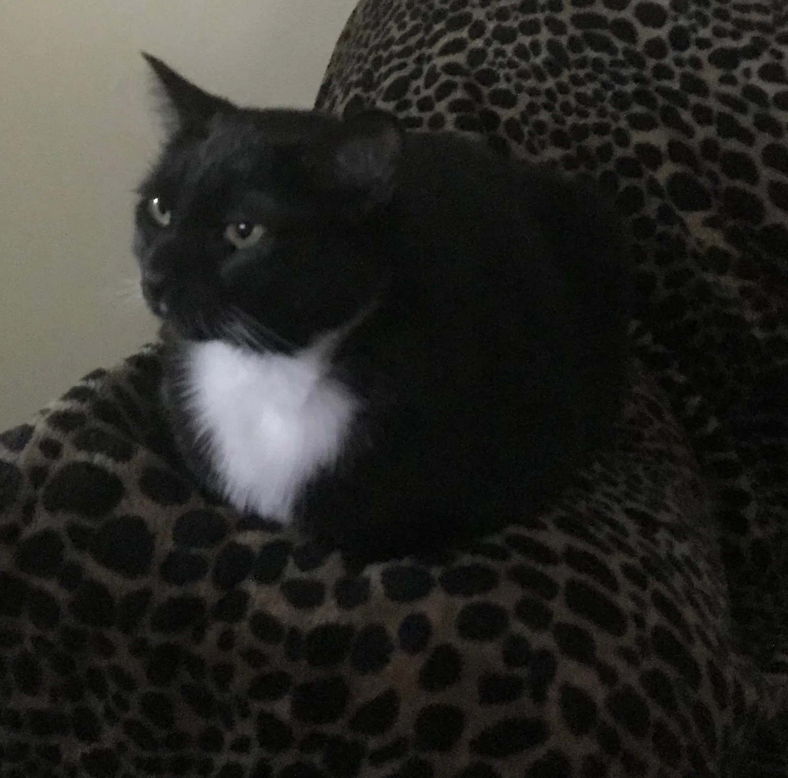 Lost cat in Pinnacle, NC, 27043
