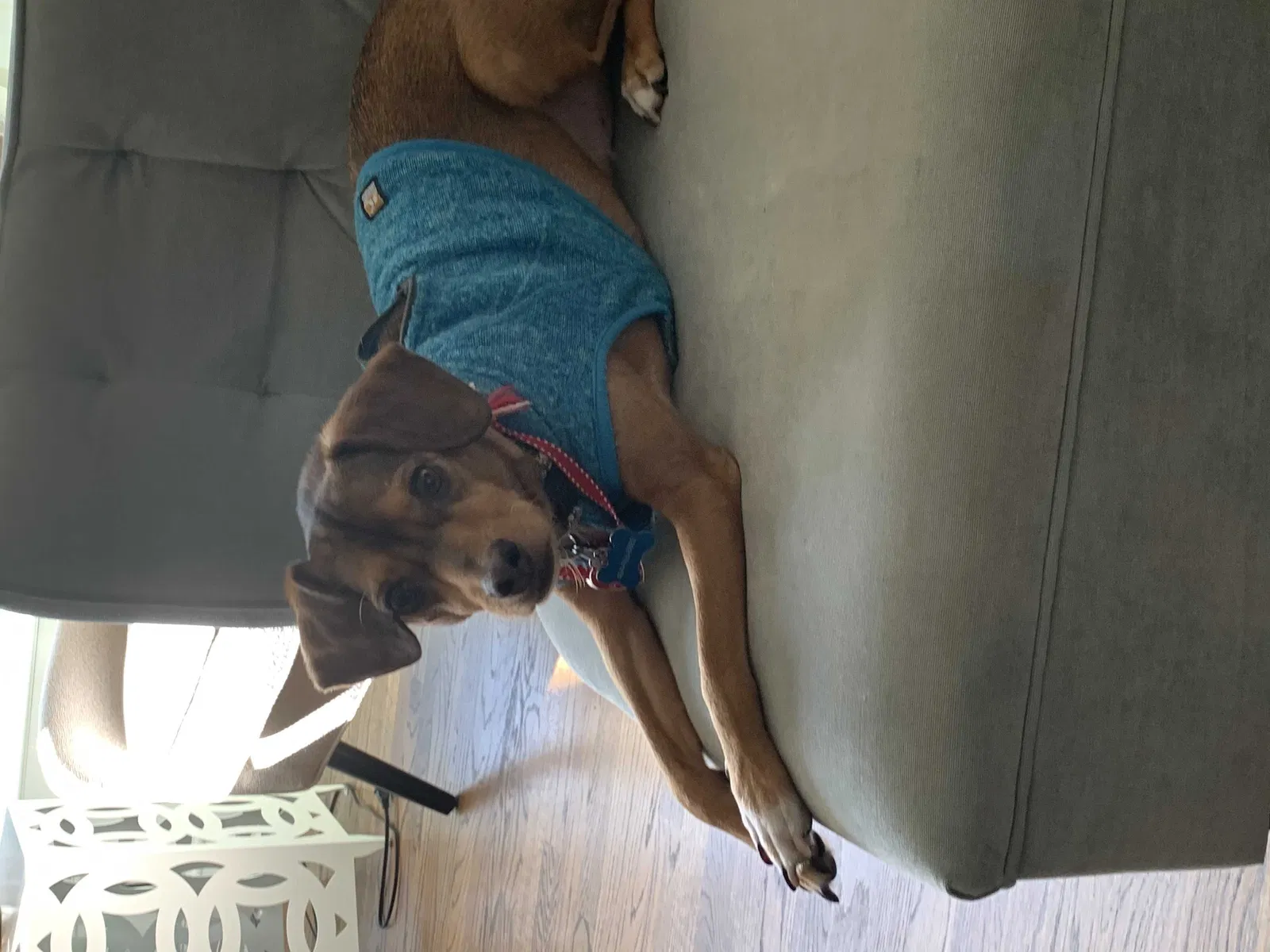 Lost dog in Roswell, GA, 30075