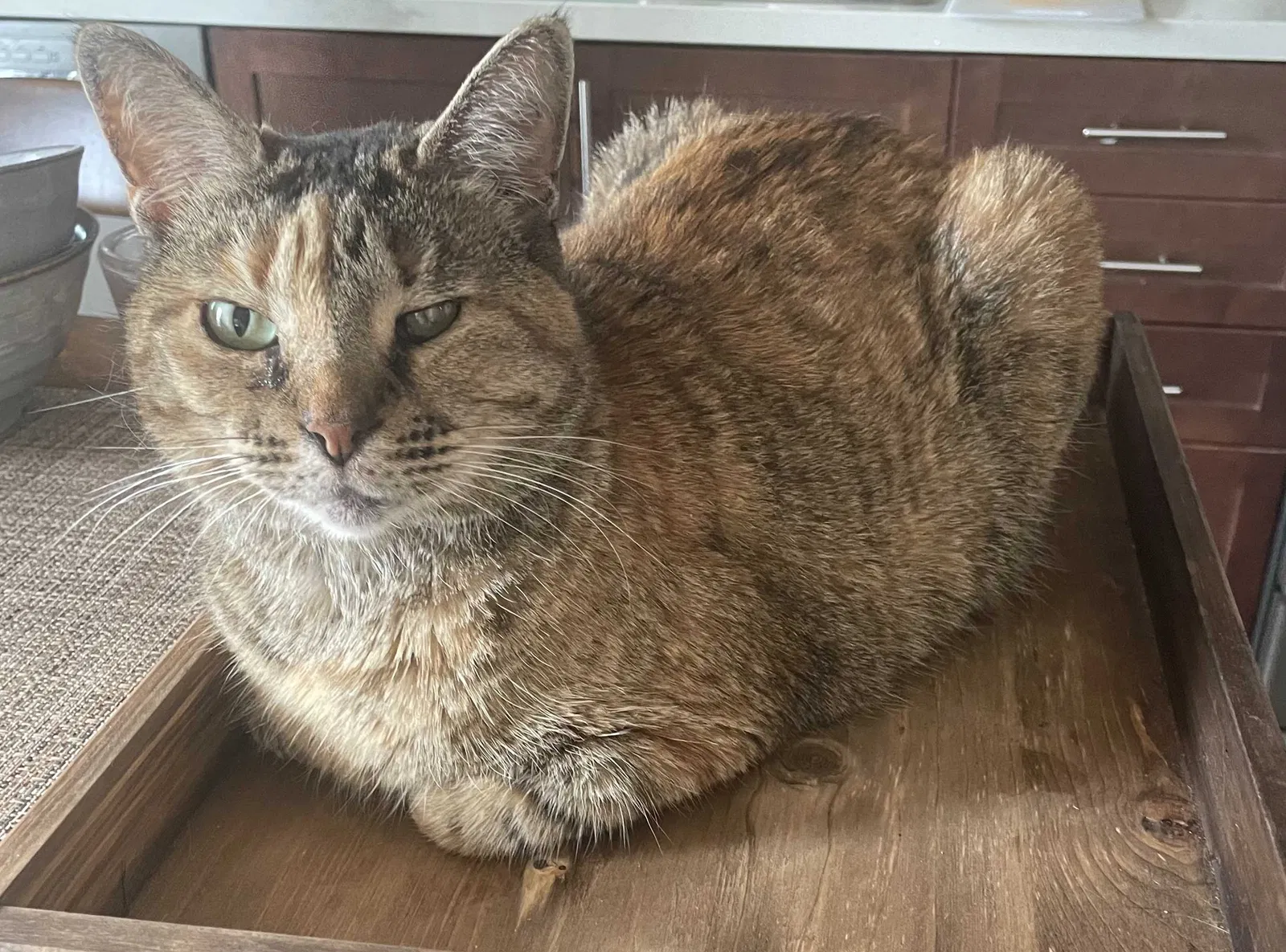 Lost cat in Ventura, CA, 93001