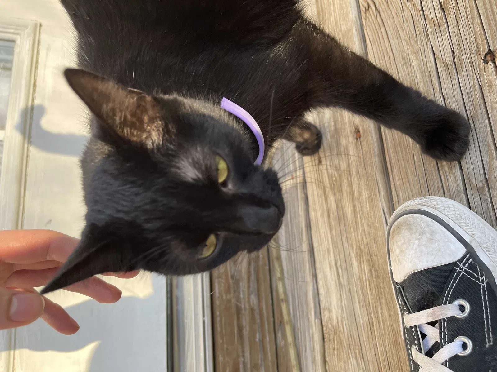 Lost cat in Clarksville, TN, 37040
