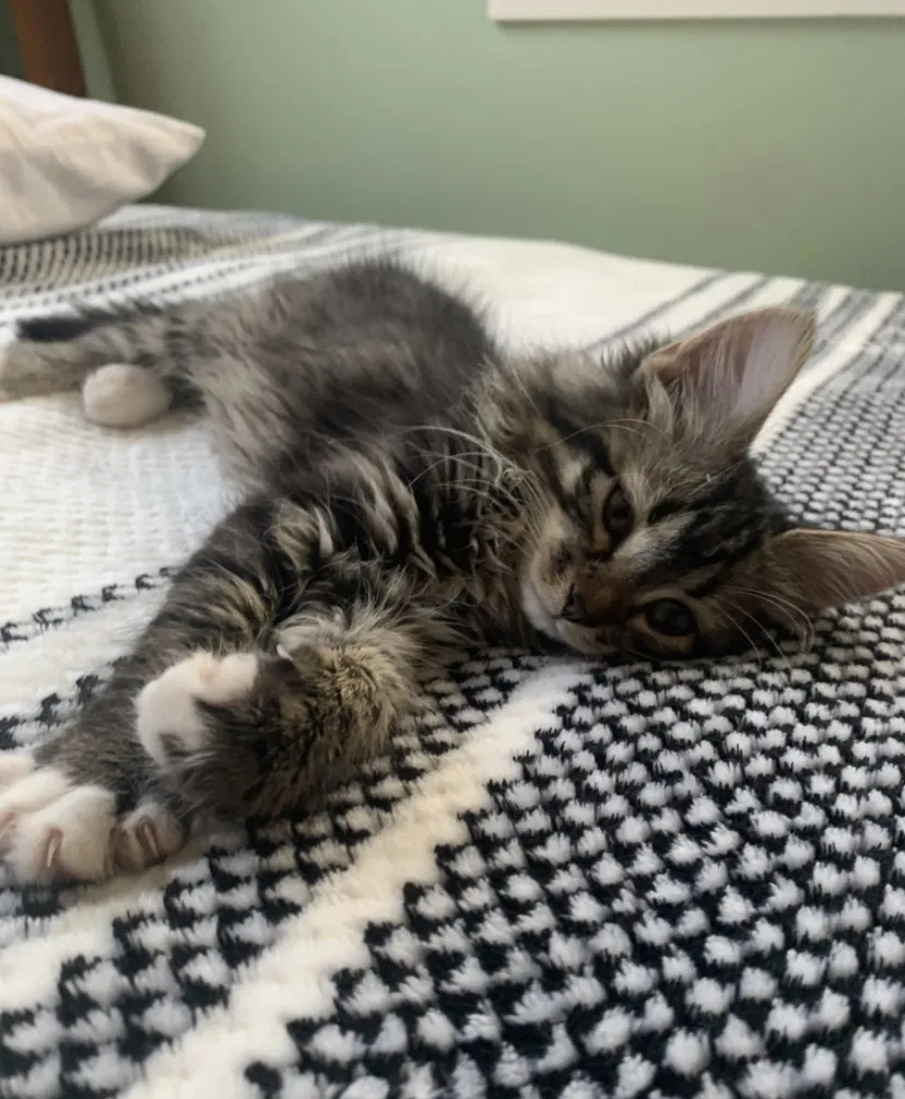 Lost cat in Aurora, IL, 60504