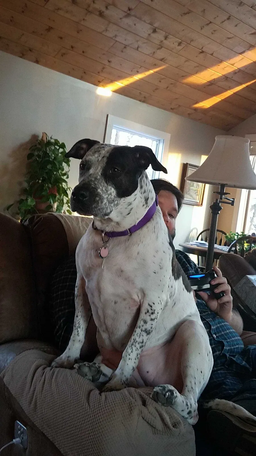 Lost dog in Pevely, MO, 63070