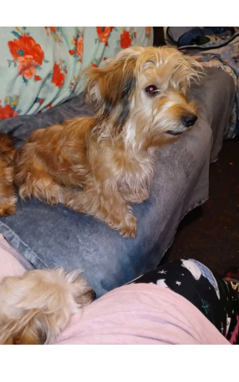 Lost dog in Waco, TX, 76705