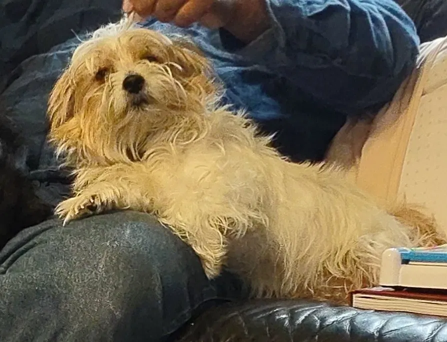 Lost dog in San Antonio, TX, 78225