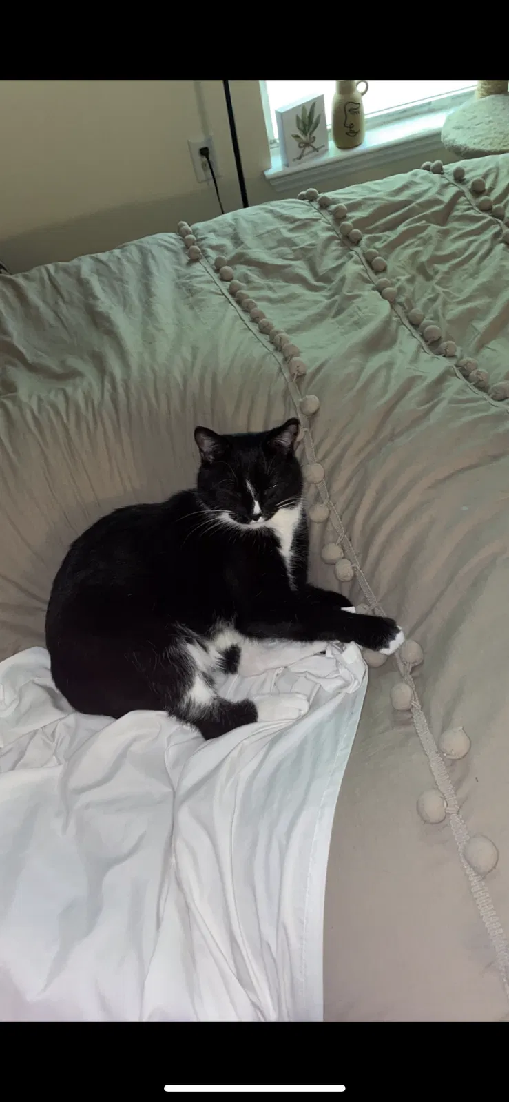 Lost cat in Davidson, NC, 28036