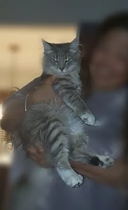 Lost cat in West Chester, OH, 45069