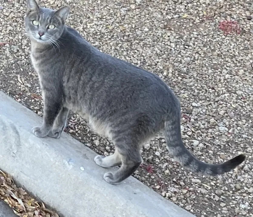 Found cat in Gilbert, AZ, 85296