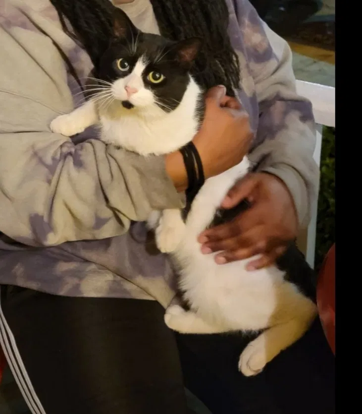 Found cat in Philadelphia, PA, 19104