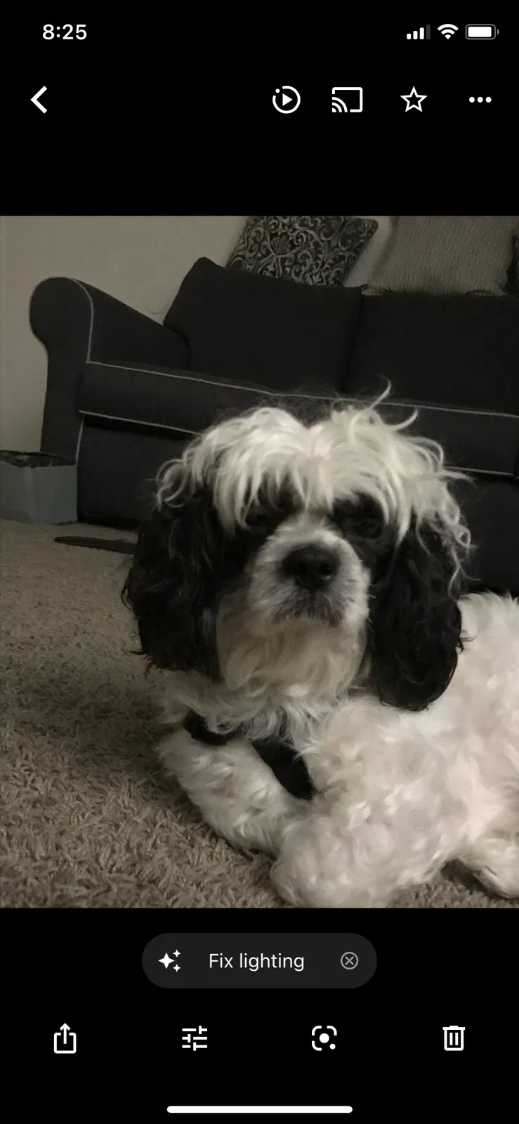 Lost dog in Baltimore, MD, 21218