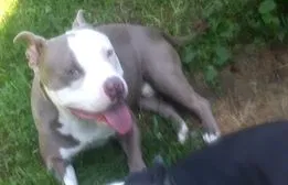 Lost dog in Cleveland, OH, 44109