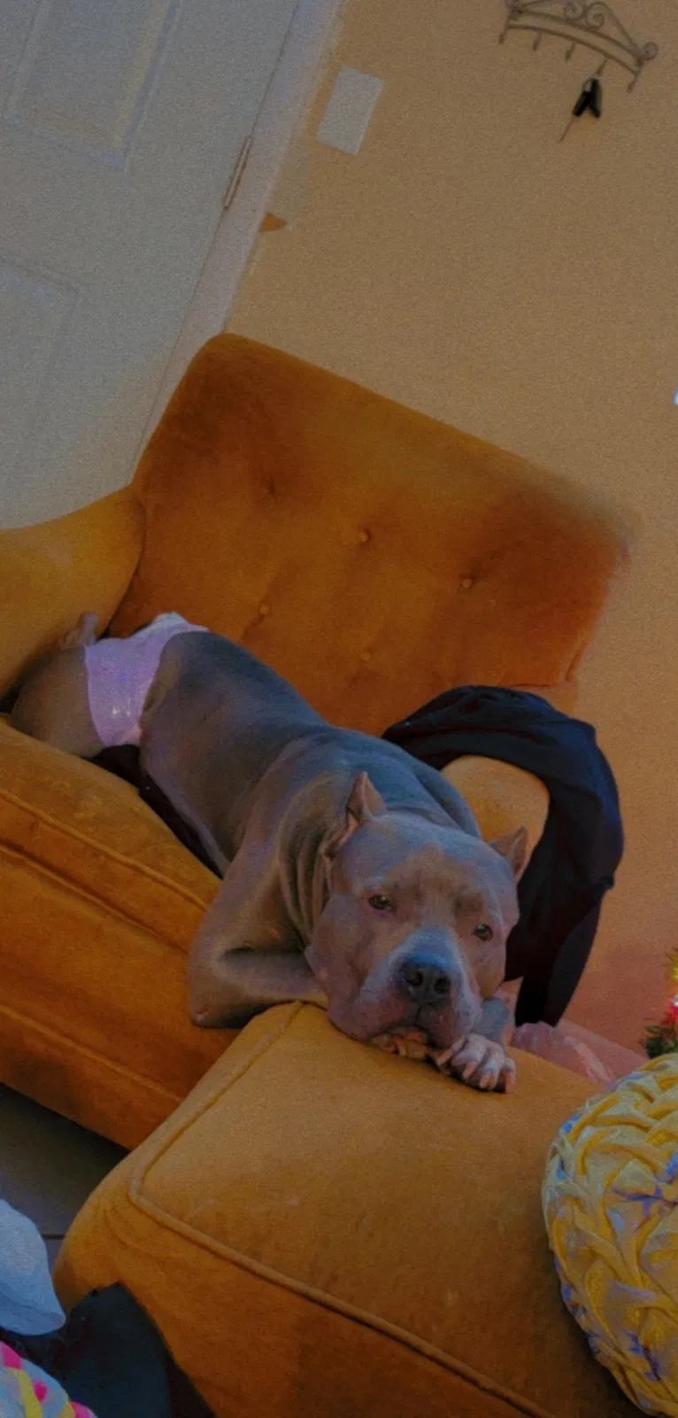 Lost dog in Jacksonville, FL, 32246