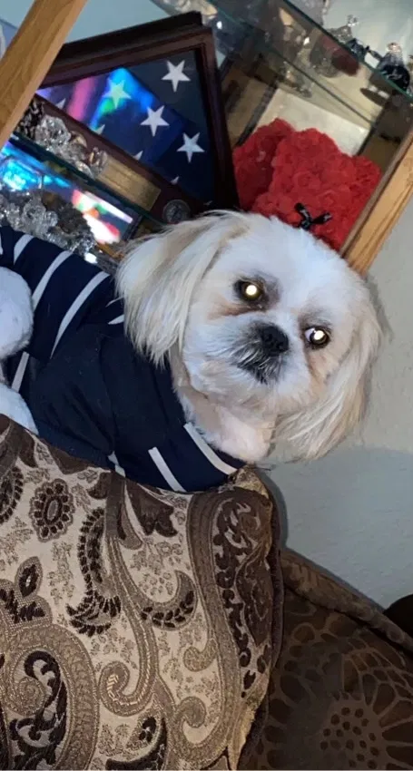 Lost dog in Castroville, CA, 95012