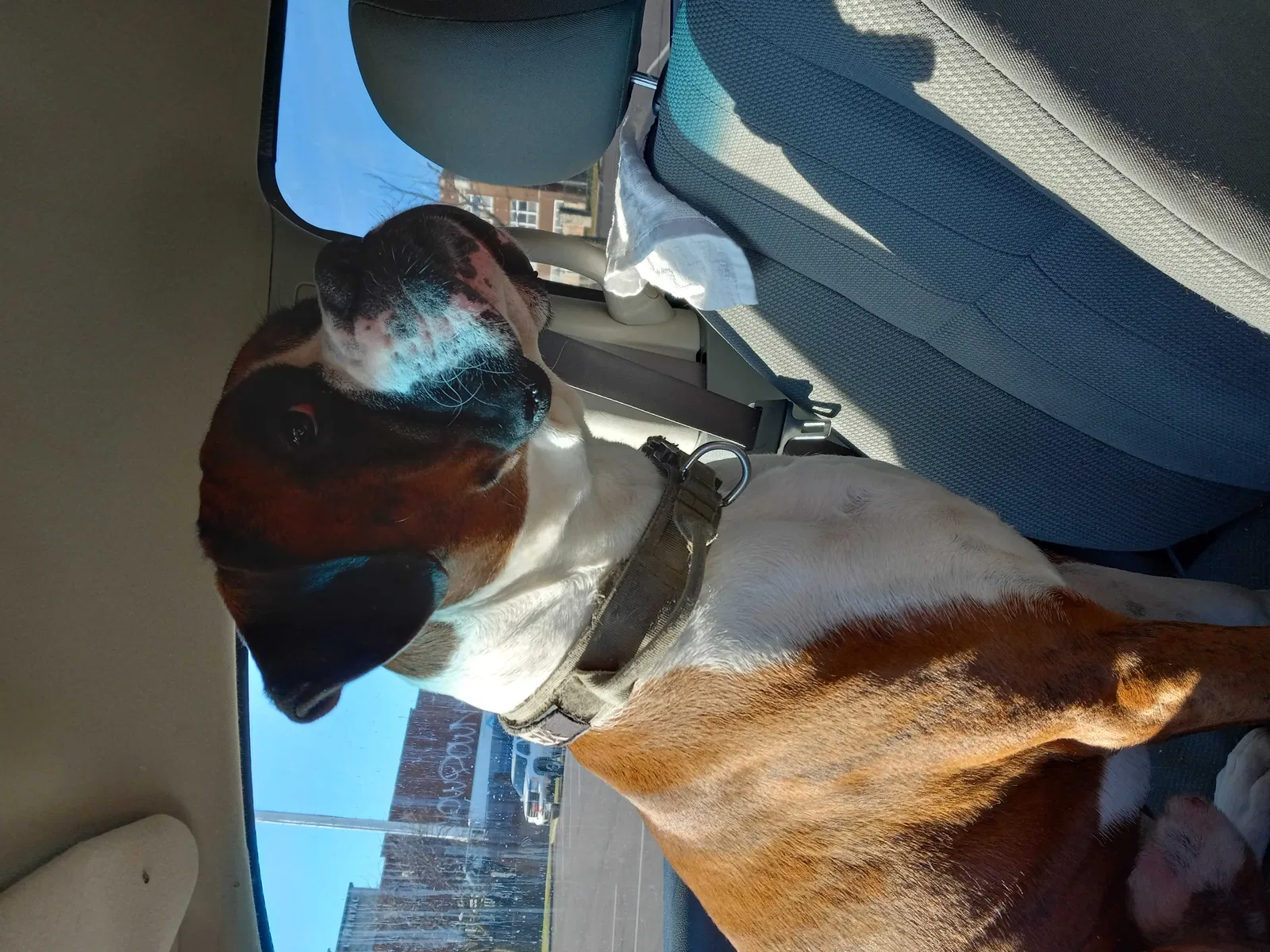 Lost dog in Eureka, MO, 63025