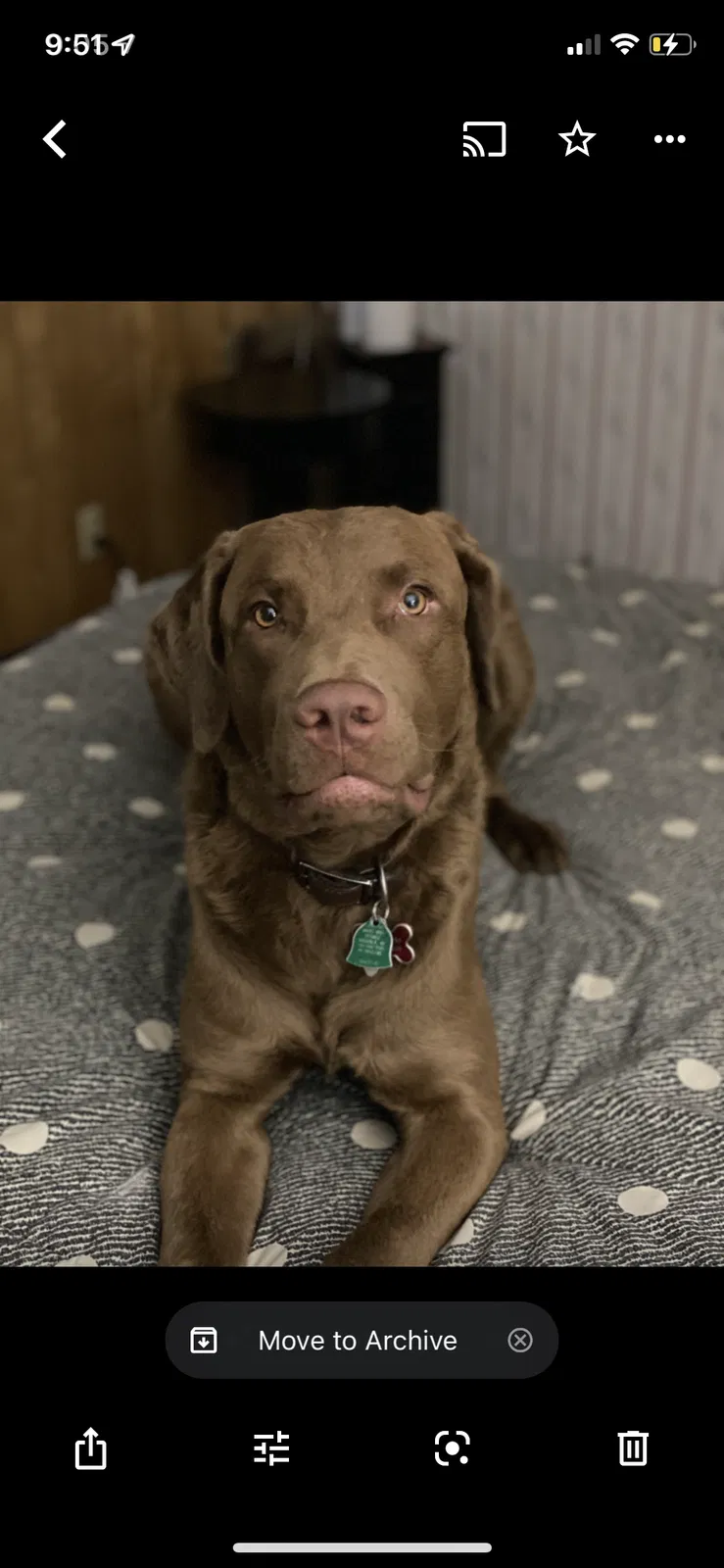 Lost dog in Silver Spring, MD, 20906