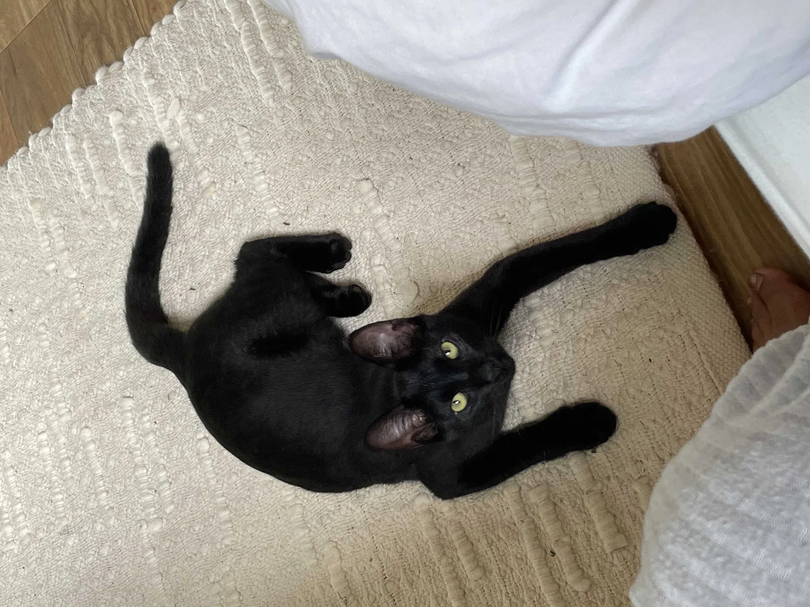 Lost cat in Riverview, FL, 33569
