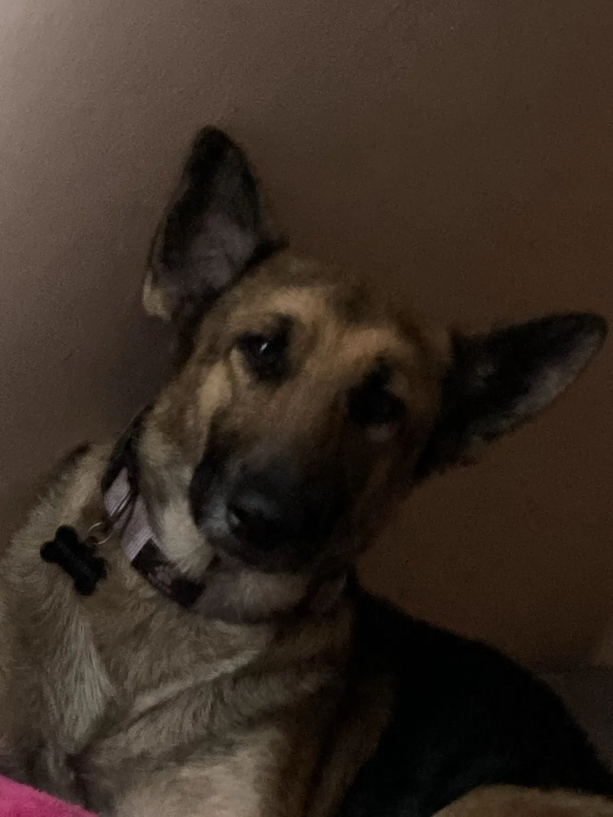 Lost dog in Savannah, GA, 31419