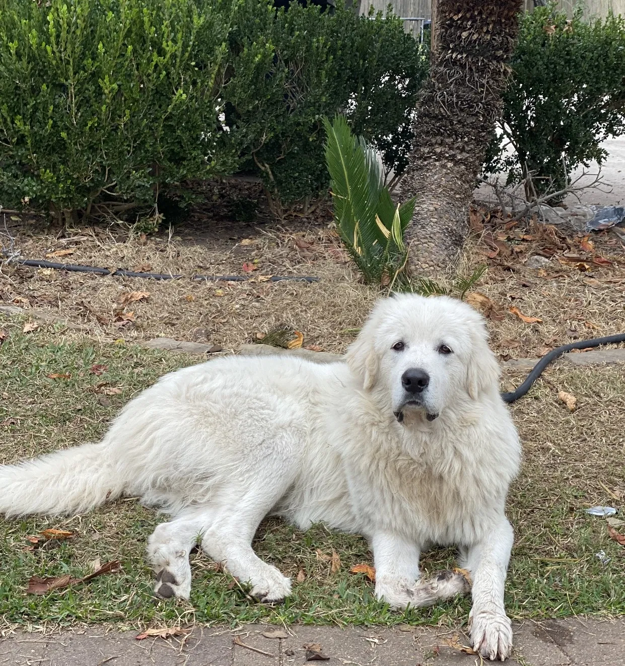 Lost dog in Houston, TX, 77022