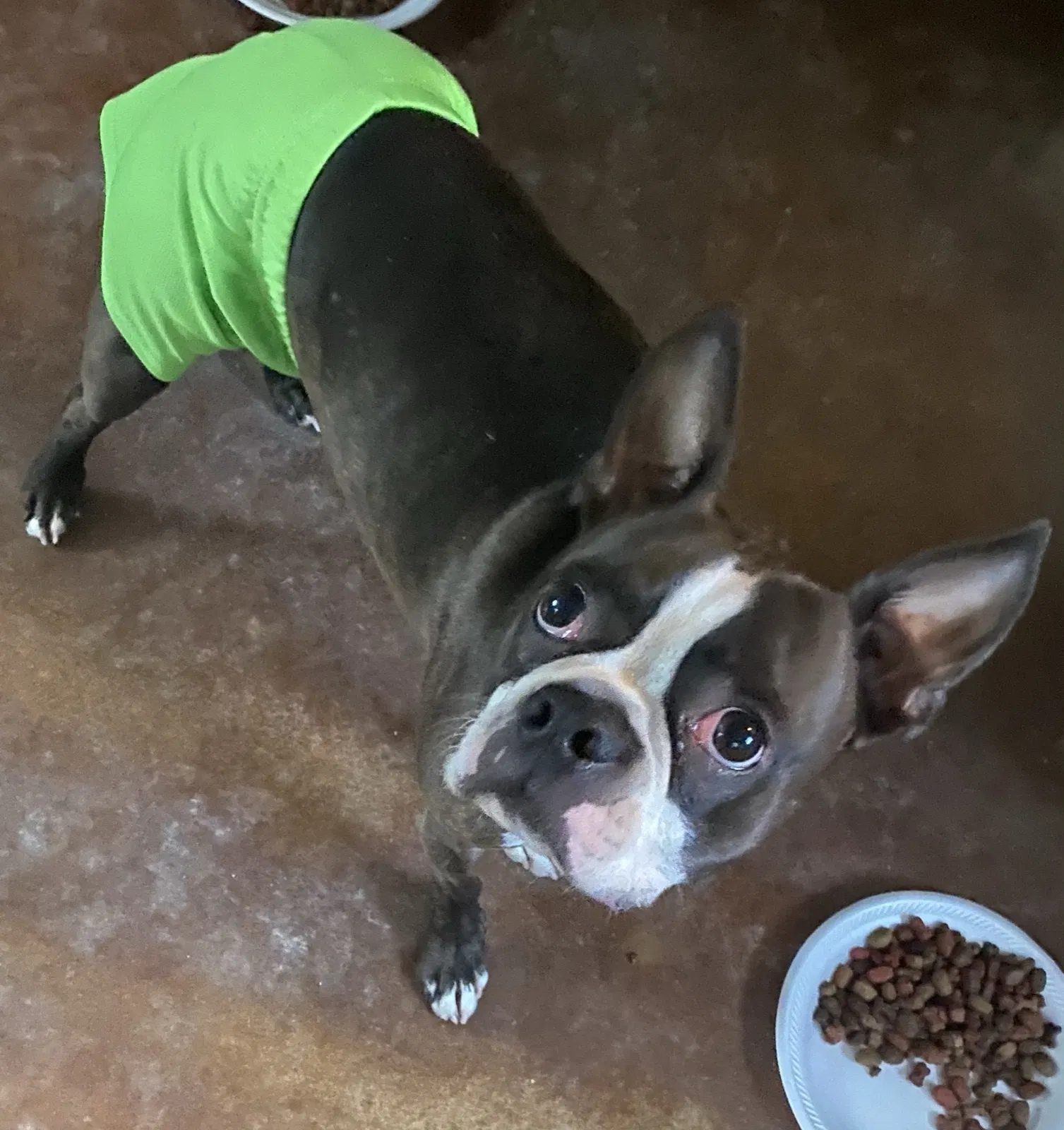 Lost dog in Killeen, TX, 76543