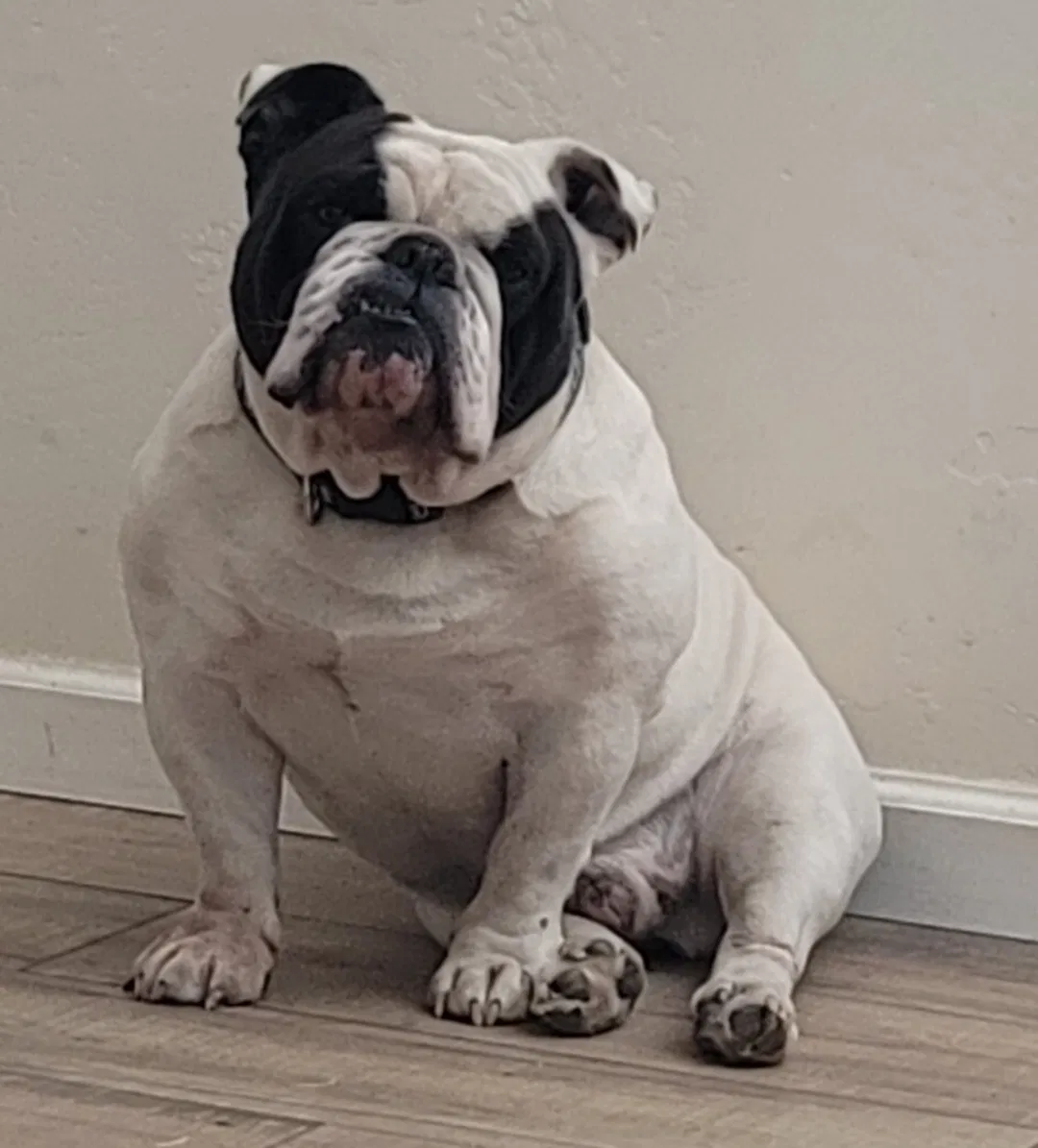 Lost dog in Lemoore, CA, 93245