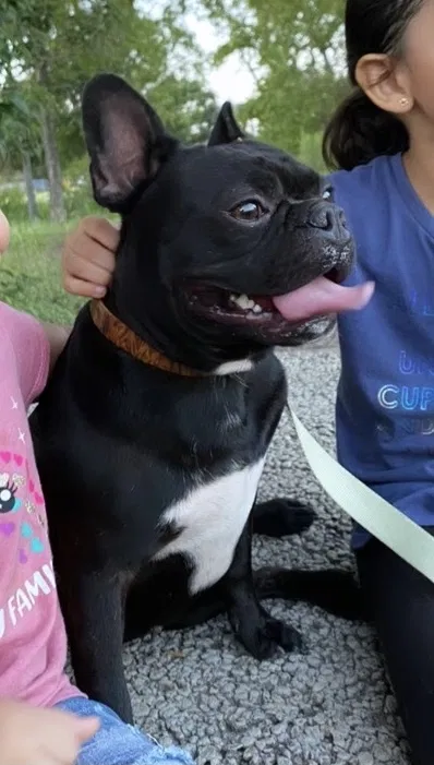 Lost dog in Kyle, TX, 78640