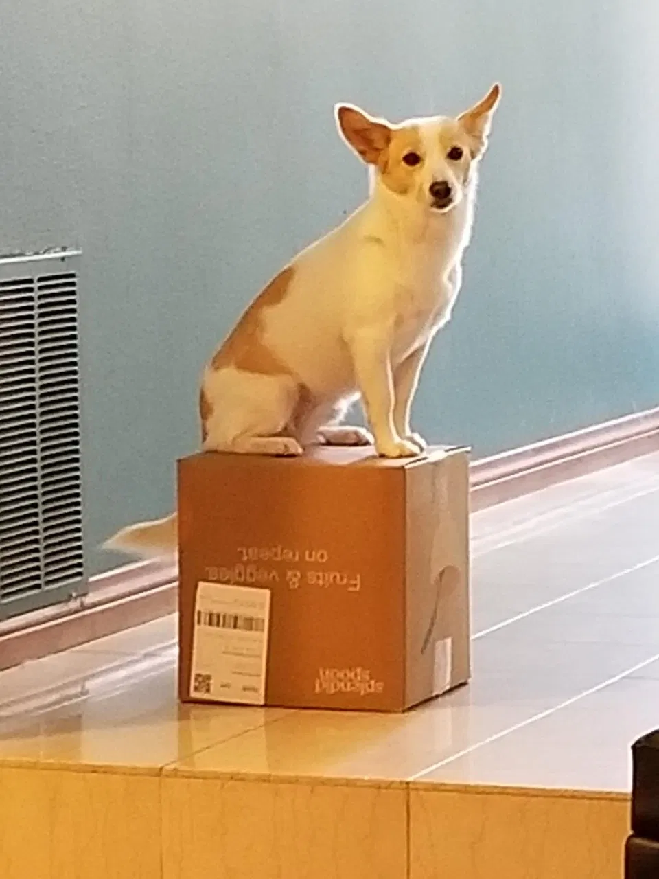 Lost dog in Aliso Viejo, CA, 92656