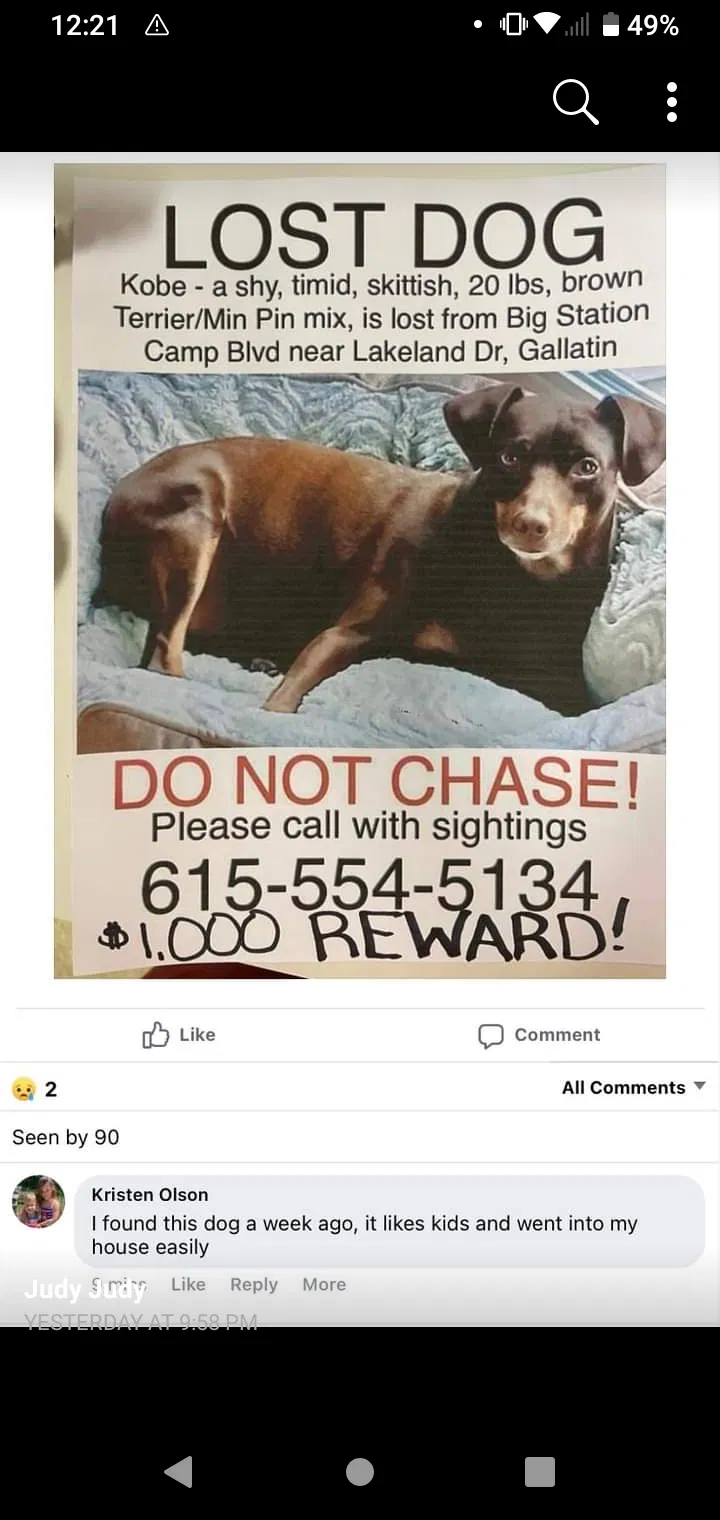 Lost dog in Gallatin, TN, 37066