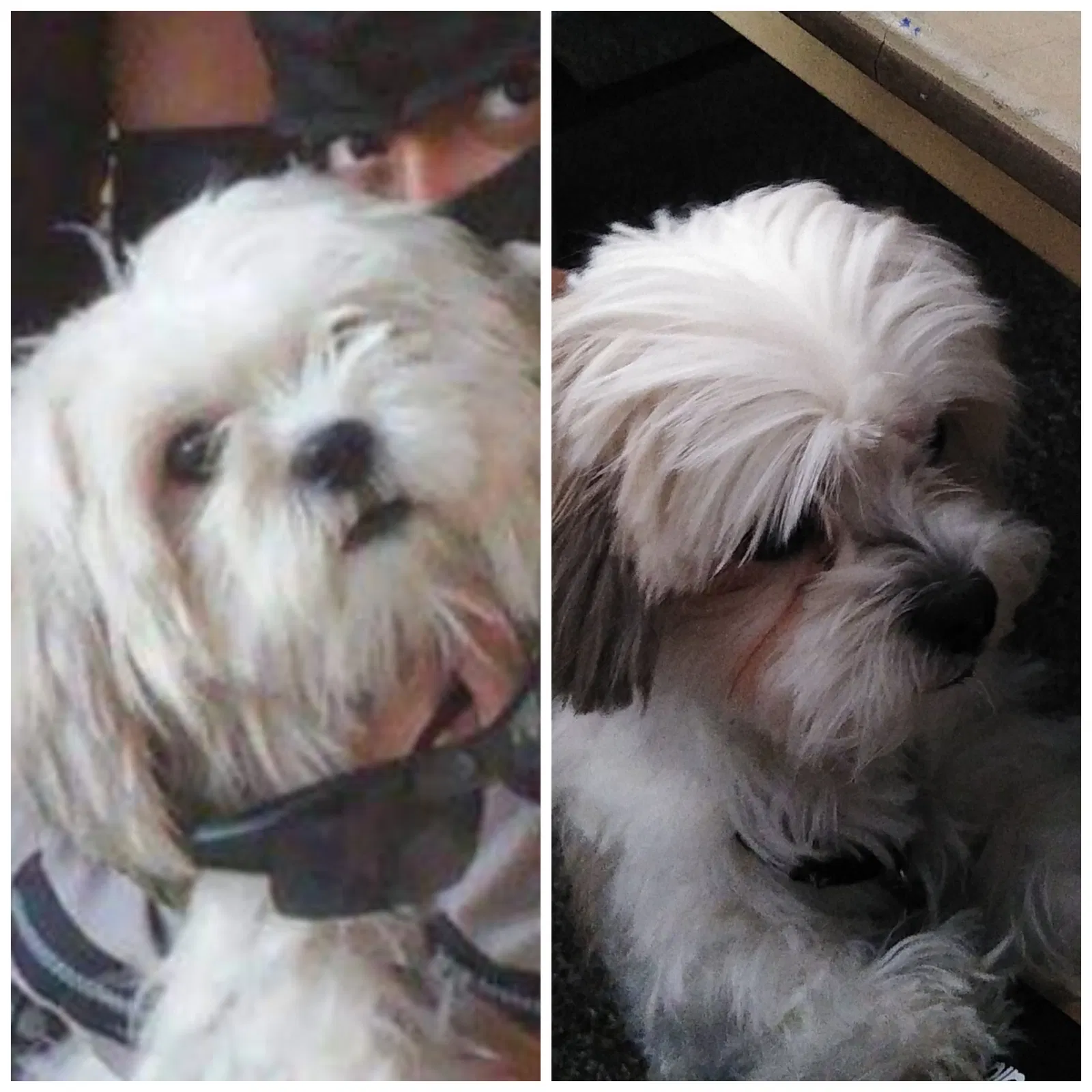 Lost dog in Las Vegas, NV, 89107