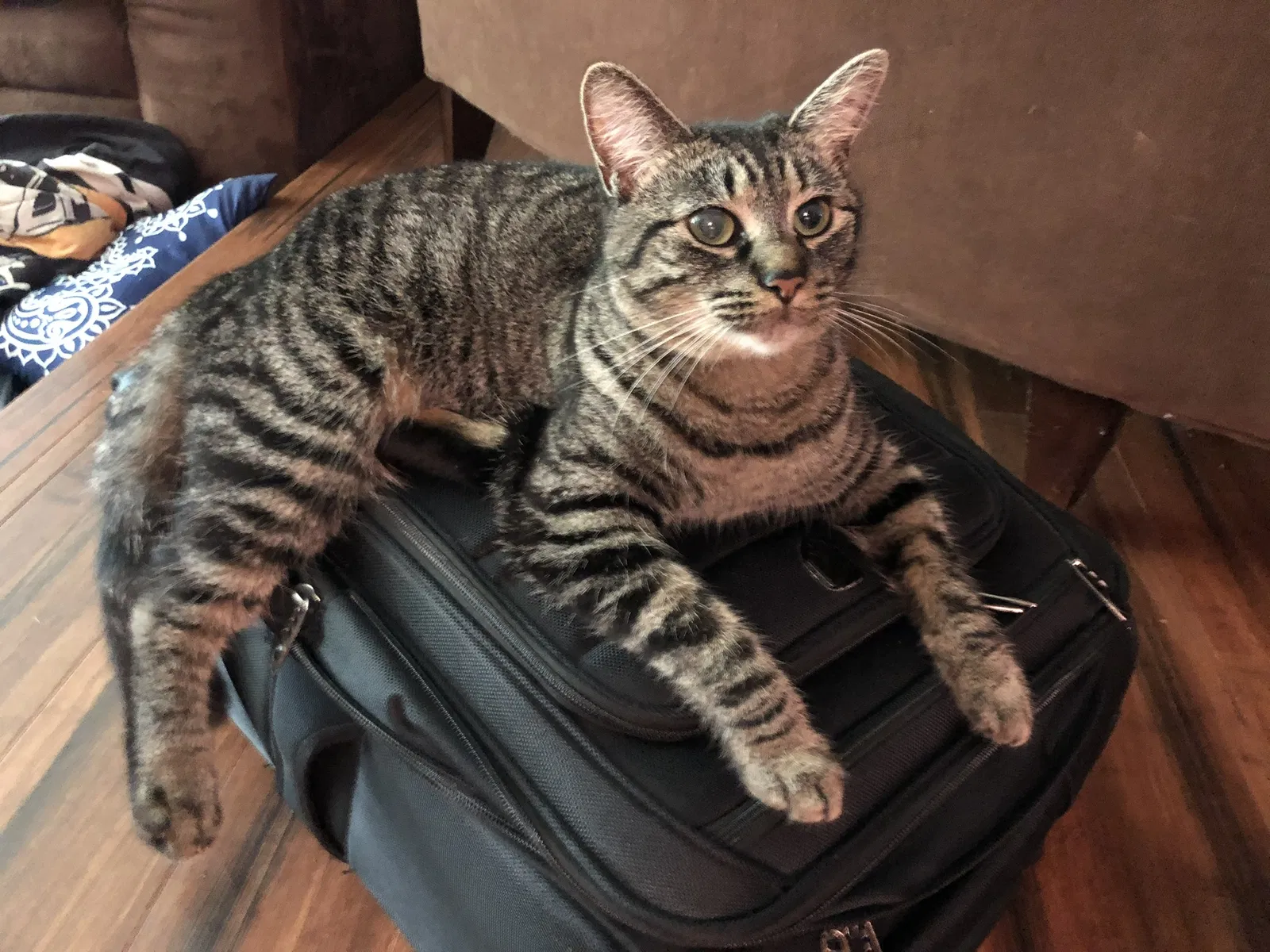 Lost cat in Nashville, TN, 37209