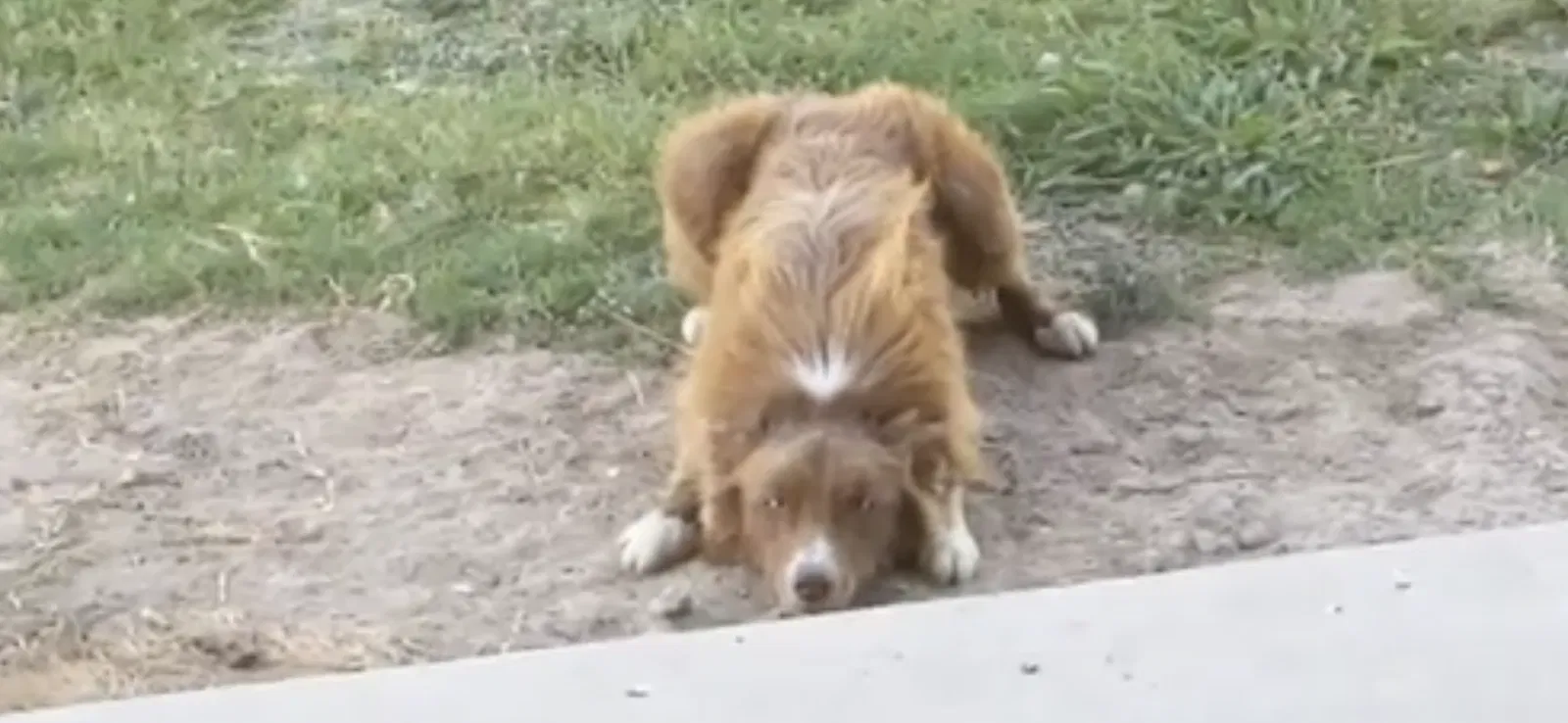 Lost dog in Haslet, TX, 76052