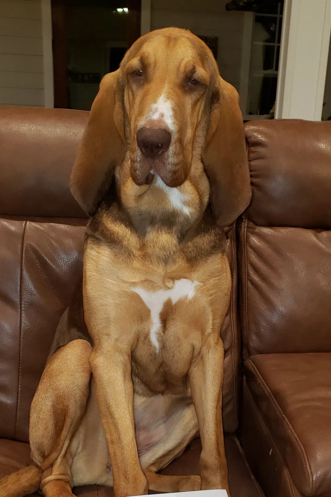 Lost dog in Walterboro, SC, 29488