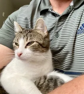 Lost cat in Woodland Hills, CA, 91367
