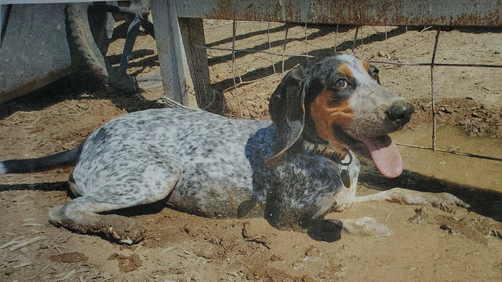 Lost dog in Phoenix, AZ, 85032