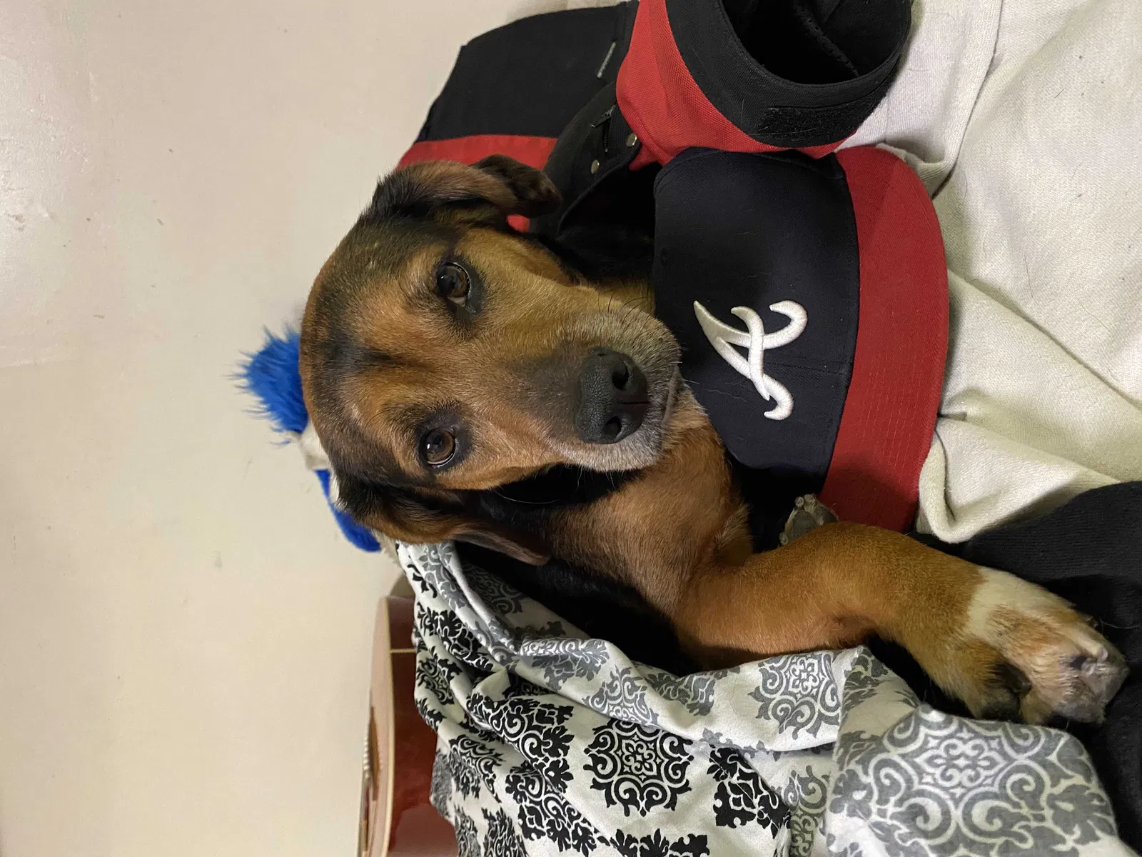 Lost dog in Long Beach, CA, 90803