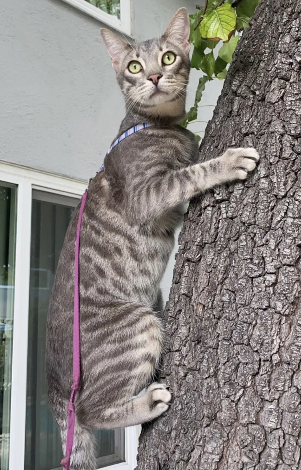 Lost cat in Sherman Oaks, CA, 91423