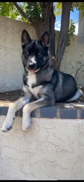 Lost dog in Glendale, AZ, 85302