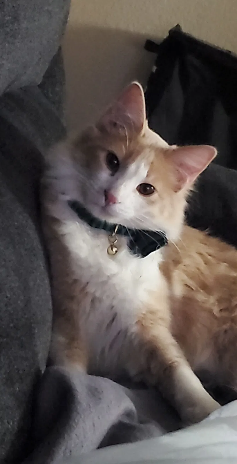 Lost cat in Greeley, CO, 80631