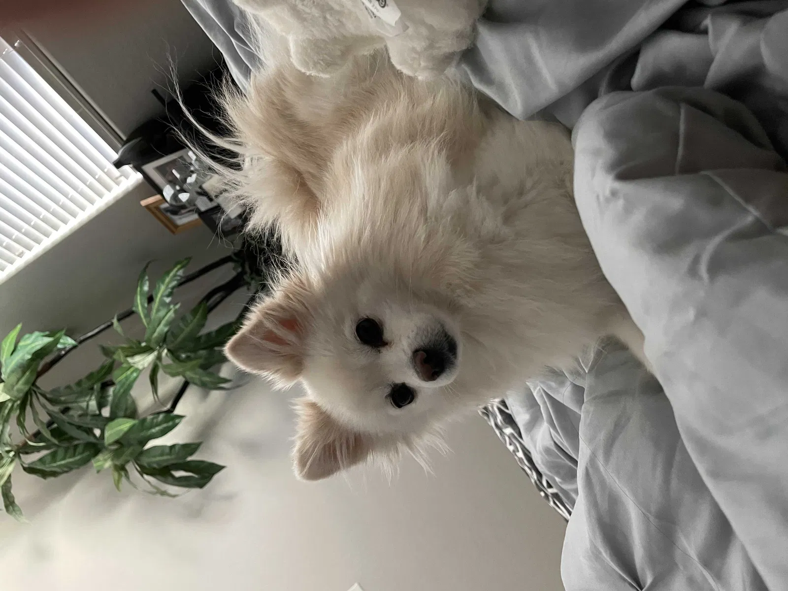 Lost dog in Phoenix, AZ, 85008